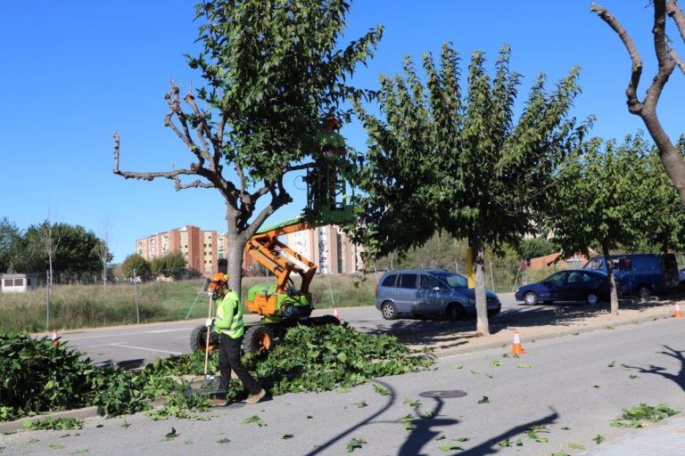 Avui han començat els treballs de poda de l’arbrat urbà