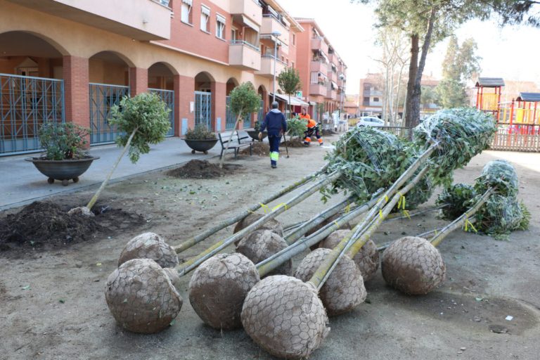 L’Ajuntament substitueix 88 arbres malalts o morts