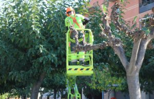 Comencen els treballs per podar 1.400 arbres